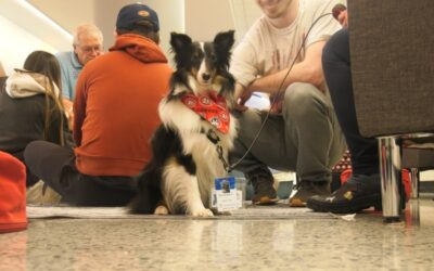 St. Cloud State University Students are Trying a Unique Way to Cope with Stress