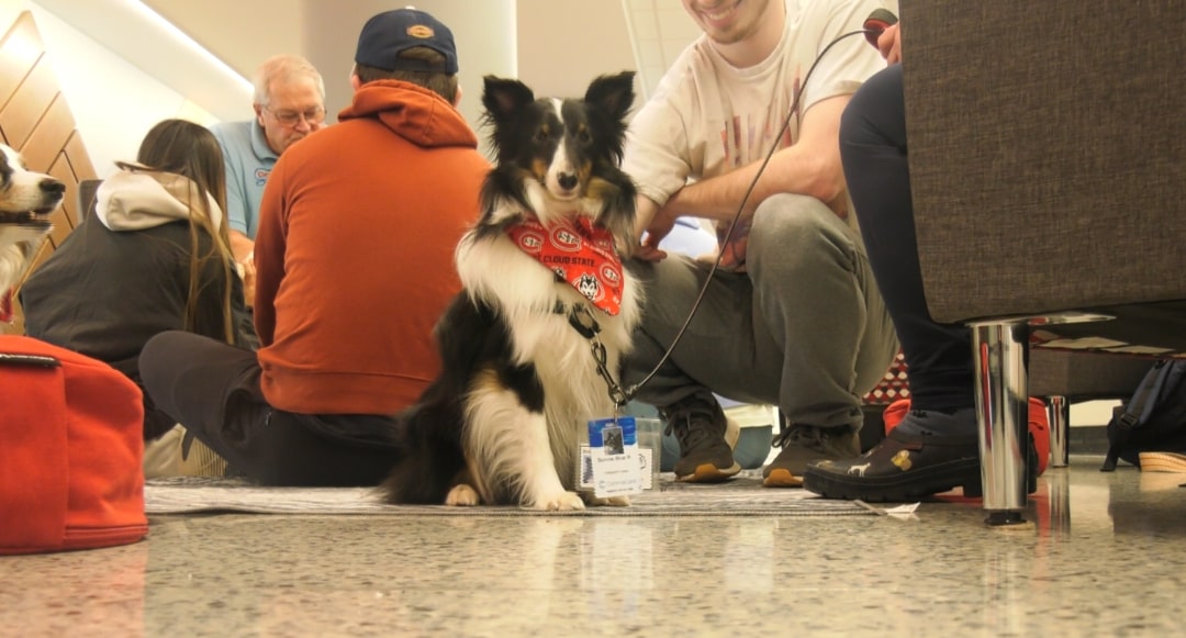 St. Cloud State University Students are Trying a Unique Way to Cope with Stress